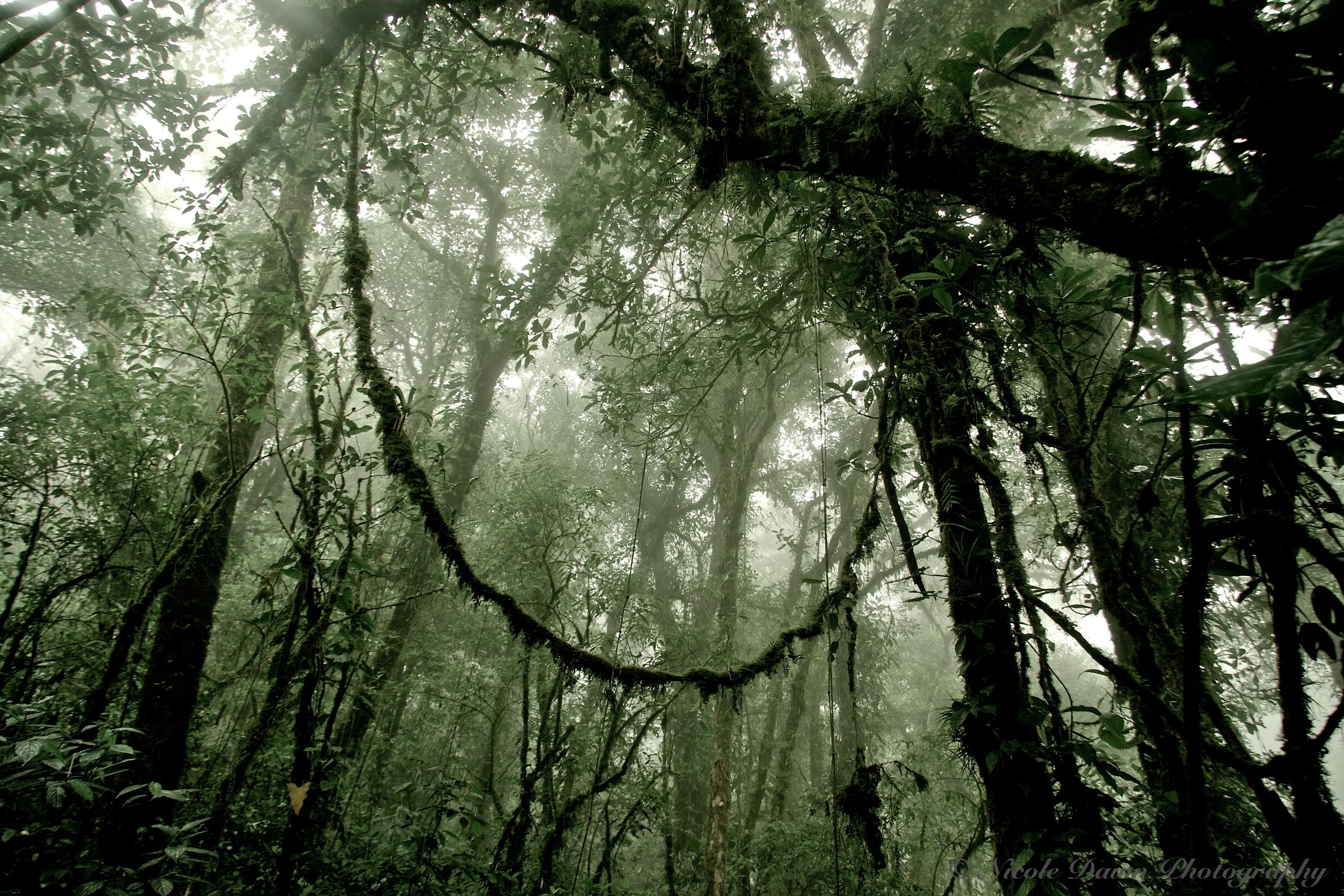 Risultati immagini per costa rica monteverde cloud forest